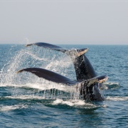 Bay of Fundy (Whales)