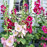 Hollyhock