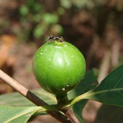 Puruí (Alibertia Edulis)