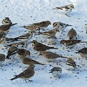 An Exaltation of Larks
