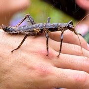 Giant Spiny Stick Insects
