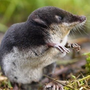 Shrew