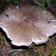 Termitomyces Le-Testui