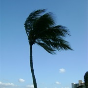 Play in 20+ Mph Winds