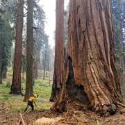 Giant Sequoia, CA (USFS)