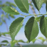 American Elm Tree Leaves