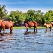 Salt River Wild Horses
