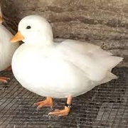 White Call Duck