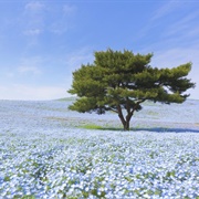 Hitachi, Ibaraki, Japan