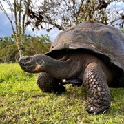 Santa Cruz-Indefatigable, Galapagos Islands, Ecuador