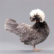 White Crested Blue Polish Bantam