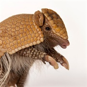 See Armadillo in the Wild