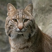 Bobcat