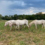 Wild Horses of Shannon County