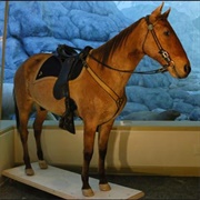 Comanche, Survivor of the Battle of the Little Bighorn