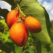 Silver Peanut Butter Fruit (Bunchosia Argentea)