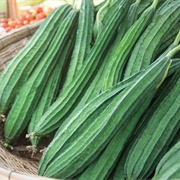 Angled Luffa (Luffa Acutangula)