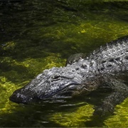 Reggie the Alligator