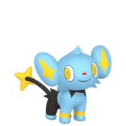 Shinx (Female)