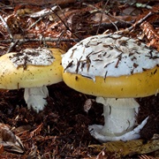Coccora (Amanita Calyptroderma)