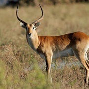 Lechwe