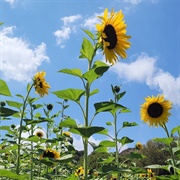 Giant Sunflower