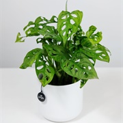 Monstera Adansonii