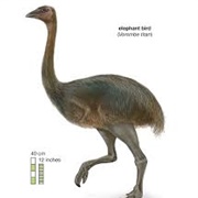 Elephant Bird
