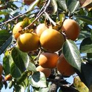 Oriental Persimmon (Diospyros Kaki)