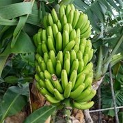 Banana Bunchy Top Virus