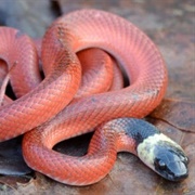Mussurana Snake