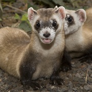 Ferret