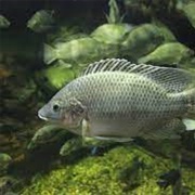 Mozambique Tilapia