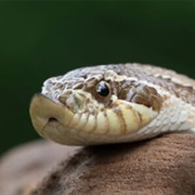 Hognose Snake