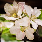 Blaschka Glass Flowers