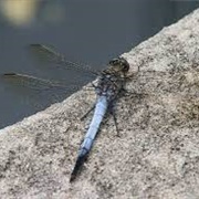 Blue Skimmer Dragonfly