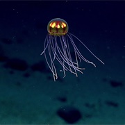 Marianas Trench Marine, NMI, Guam (FWS & NOAA)