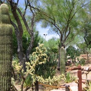 Ethel M Botanical Cactus Garden