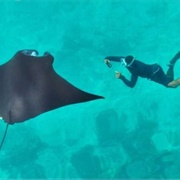 Reef Manta Ray
