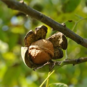 Persian Walnut (Juglans Regia)