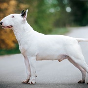 Groom a Bull Terrier