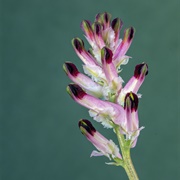 Fumewort / Fumitory (Fumaria Officinalis)