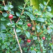 Chilean Guava Berry (Ugni Molinae)