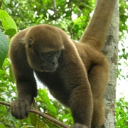 Woolly Monkey