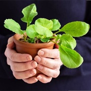Radish Plant