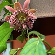 Winged-Stem Passion Flower (Passiflora Alata)