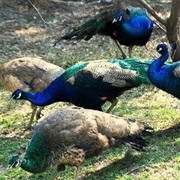 An Ostentation of Peacocks