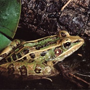 Southern Leopard Frog
