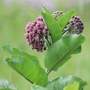 Milkweed (All)