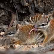 Numbat